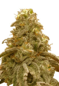 Watermelon OG Autoflower Marijuana Seeds