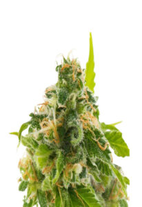 Watermelon Feminized Marijuana Seeds