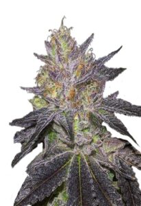Wedding Cake Feminized Marijuana Seeds