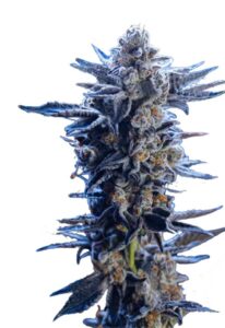 Wedding Crasher Feminized Marijuana Seeds
