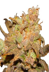 Wembley Autoflower Marijuana Seeds