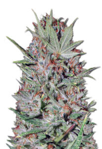 Wembley Feminized Marijuana Seeds
