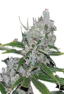 White Amnesia Feminized Marijuana Seeds