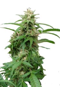 White Rhino Feminized Marijuana Seeds