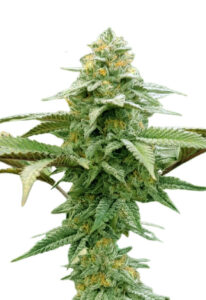 White Runtz Autoflower Marijuana Seeds