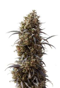 White Strawberry Skunk Feminized Marijuana Seeds