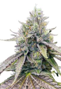 Zkitllez Autoflower Marijuana Seeds