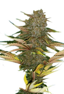 Zodiac Auto Fast Version Marijuana Seeds