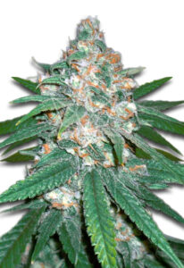 Afghani Regular Marijuana Seeds