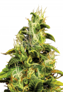AK-47 Feminized Marijuana Seeds