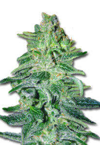 Amnesia Haze Autoflower Marijuana Seeds