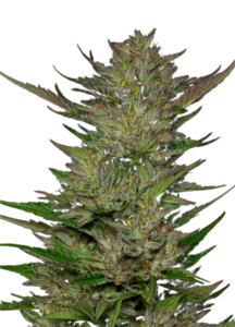 Area 51 Fruitz Feminized Marijuana Seeds