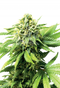 Auto Critical CBD Marijuana Seeds