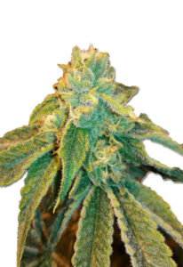 Birthday Cake Feminized Marijuana Seeds