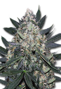 Black Indica Feminized Marijuana Seeds﻿