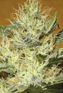 Black Mamba CBD Marijuana Seeds