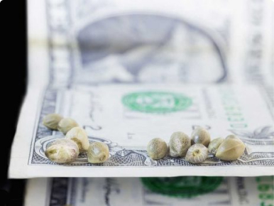 Beginner’s Guide: Purchasing Marijuana Seeds