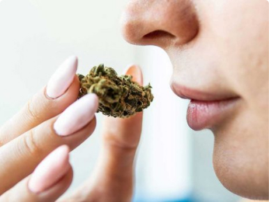 Top 10 Strongest Marijuana Strains