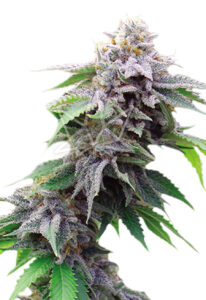 Blue Cookies Feminized Marijuana Seeds