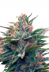 Blue Diesel Autoflower Marijuana Seeds