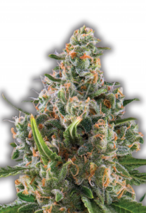 Blue Dream Feminized Marijuana Seeds