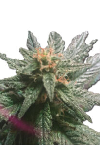 Blueberry Diesel Autoflower Marijuana Seeds
