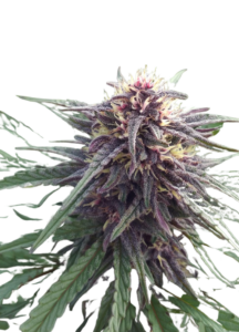 Blue Mylk Feminized Marijuana Seeds