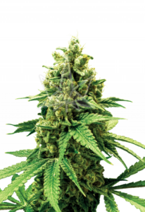 Bruce Banner Feminized Marijuana Seeds