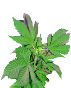 Bubba God Regular Marijuana Seeds