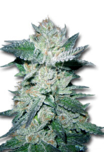 Bubba Kush Feminized Marijuana Seeds