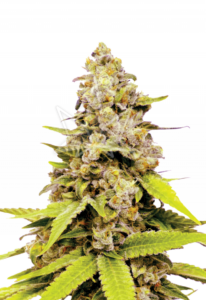 Bubblegum Feminized Marijuana Seeds