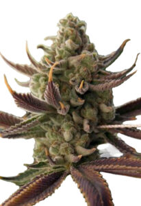 Cali Kush Feminized Marijuana Seeds