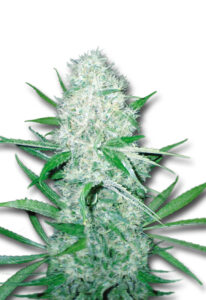 Cali OG Kush Haze Feminized Marijuana Seeds