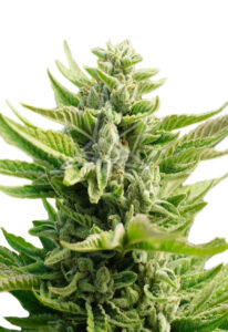 CB Diesel CBD Feminized Marijuana Seeds