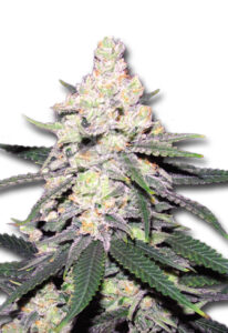 CB Dutch Treat Feminized CBD/Medical Marijuana Seeds