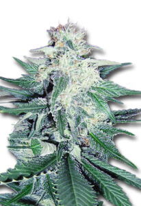 CB Dream Feminized CBD/Medical Seeds