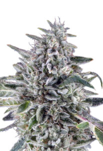 Cereal Milk Autoflower Marijuana Seeds