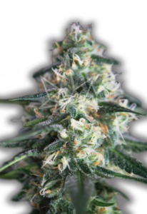 Chemdog Feminized Marijuana Seeds