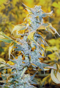 Chemdawg #4 Feminized Seeds