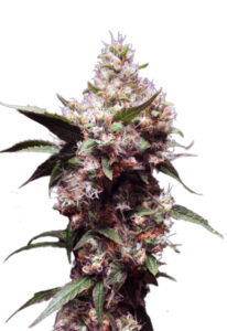 Cherry Blaster Fast Version Marijuana Seeds