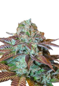 Chocolate Chunk Feminized Marijuana Seeds