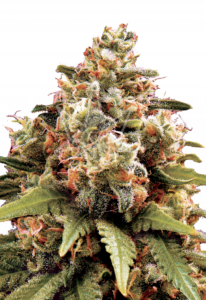 Chocolope Feminized Marijuana Seeds