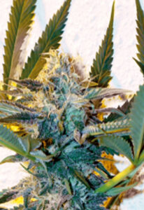 Critical Daddy Purple Feminized Seeds