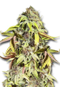 Crown Royale Feminized Marijuana Seeds