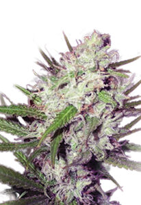 Dark Angel Feminized Marijuana Seeds