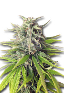 Durban Poison Feminized Marijuana Seeds
