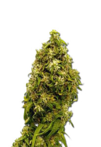 Forbidden Fruit Marijuana Seeds