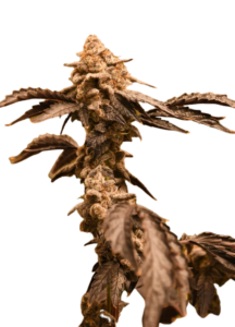 InterGarlactic Budder Feminized Marijuana Seeds