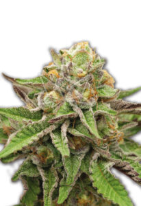 Gelato Feminized Marijuana Seeds