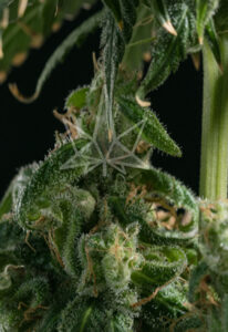 Girl Scout Cookies Feminized Seeds